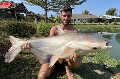 chaophraya_giant_catfish